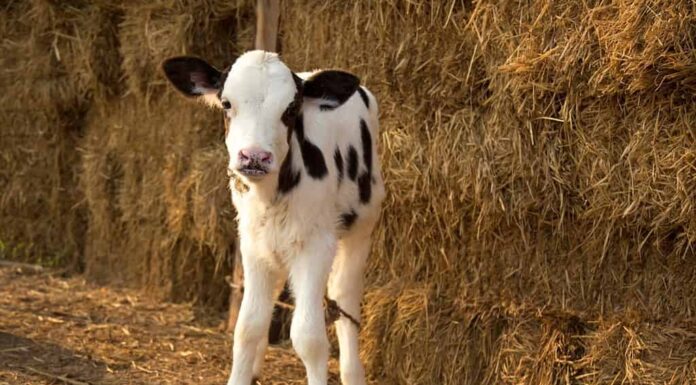 Giovane vitello bianco e nero al caseificio.  Mucca neonato