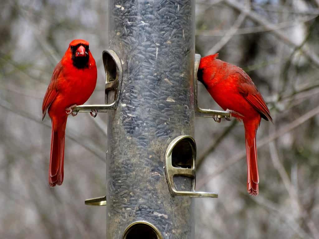 Due cardinali su una mangiatoia per uccelli