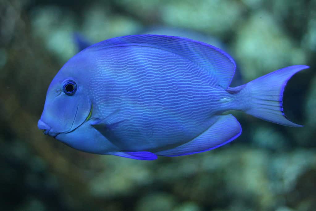 Pesce chirurgo blu dell'Atlantico (Acanthurus coeruleus).