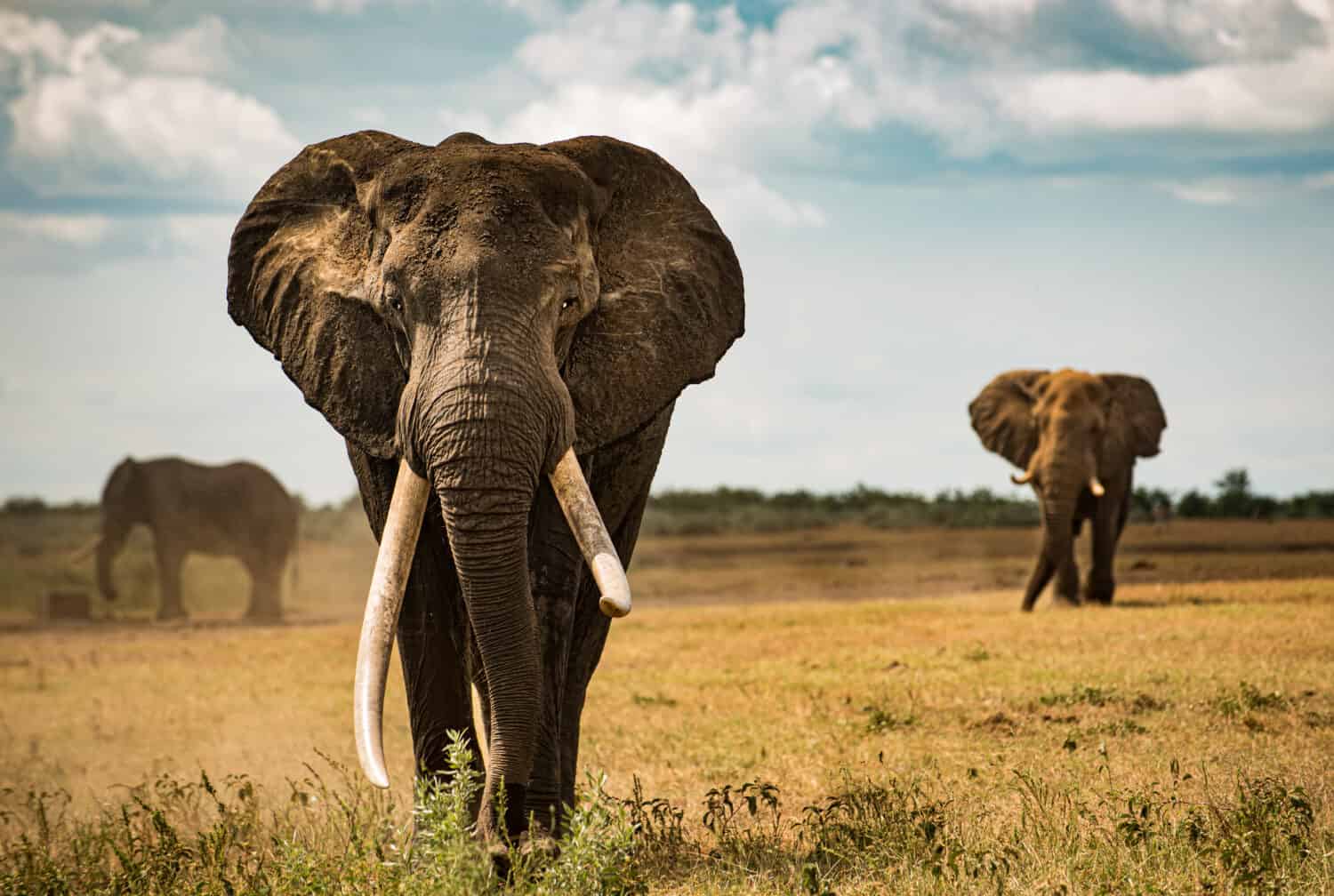 Grande elefante dalle zanne che vaga attraverso le pianure della savana africana del Kruger NP