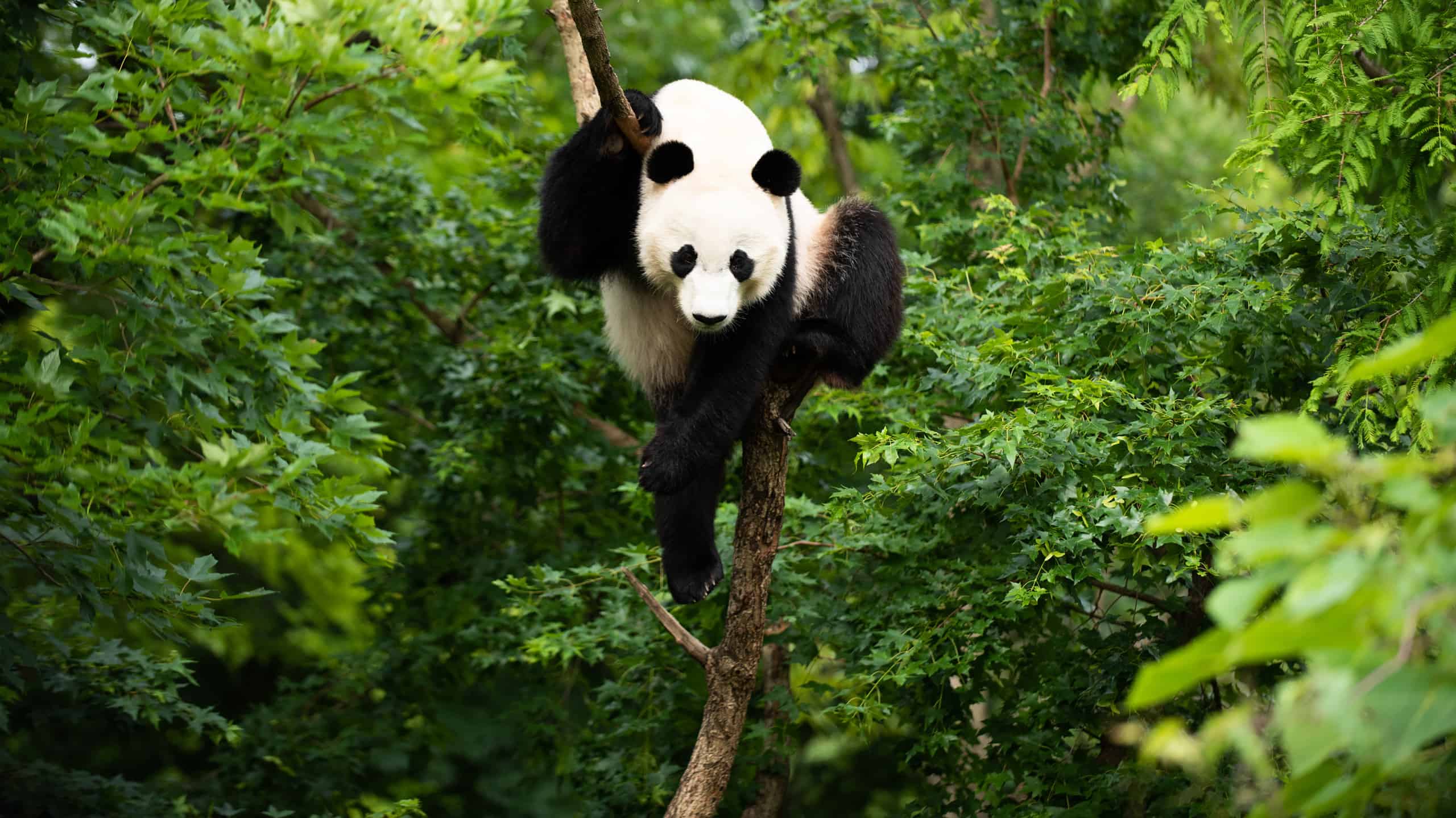 Panda gigante Bei Bei su un albero