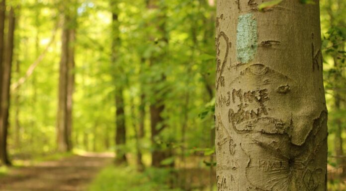 Metropark Buckeye Trail nell'Ohio