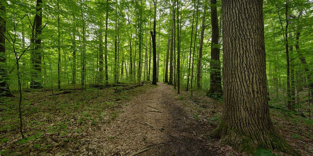 Sentiero attraverso la vecchia foresta nella Riserva naturale di Pine Hills