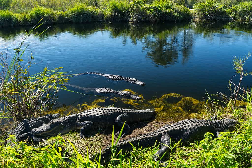 USA, Florida, un branco di coccodrilli si gode il sole nel parco nazionale delle Everglades