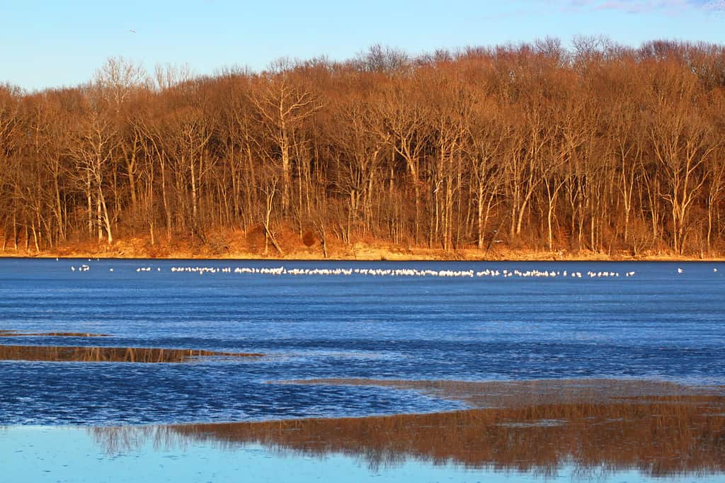 Litorale soleggiato presso la Clinton Lake State Recreation Area nell'Illinois centrale