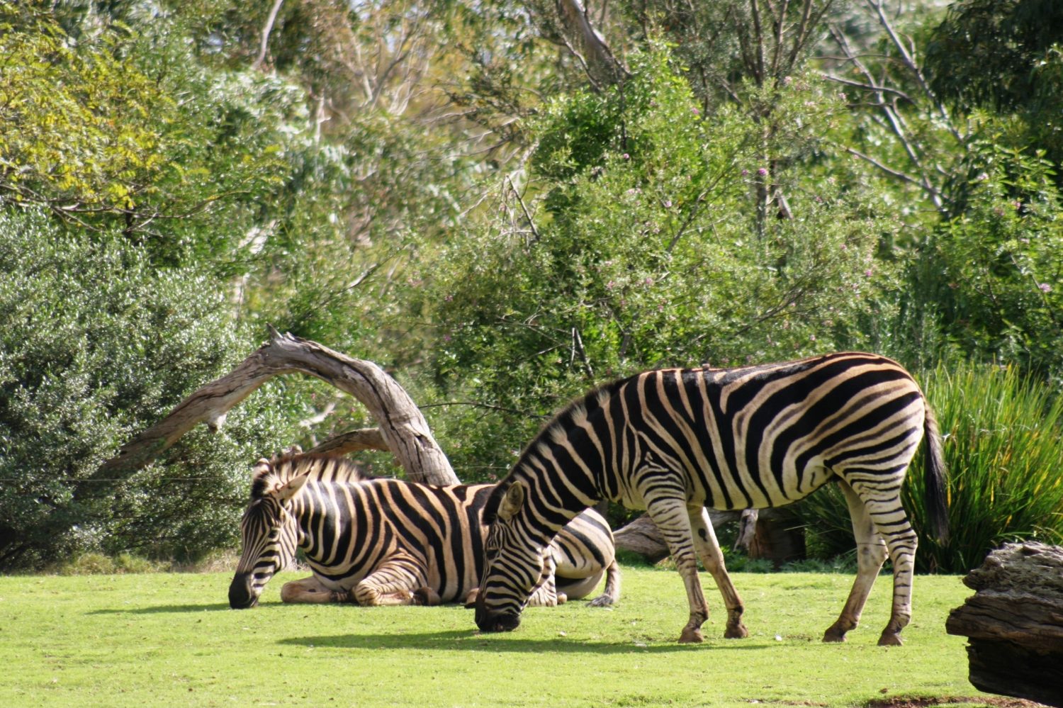 Zebra allo zoo all'aperto Victoria Australia di Werribee 