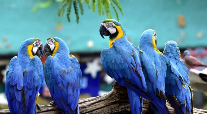 Stormo di uccelli ara blu e dorati insieme appollaiati su un tronco nello zoo, bellissimi pappagalli