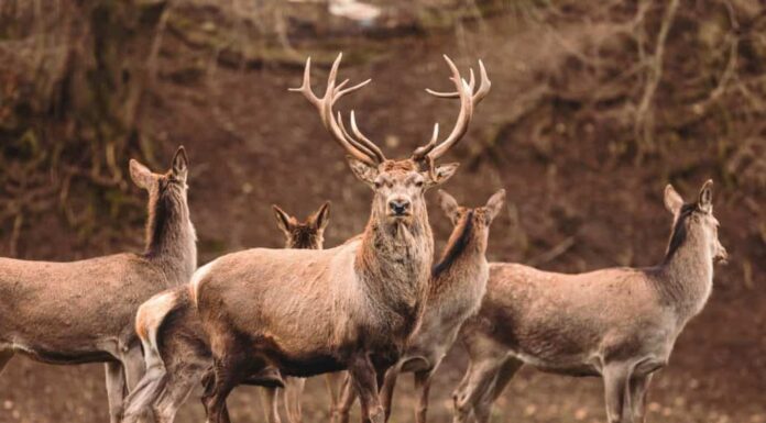 Ritratto di cervo che siede regalmente nel suo habitat naturale.  Il cervo o il cervo potrebbero davvero avere un set completo di corna.  Cacciatore nei boschi, caccia al cervo o ad altri cervi