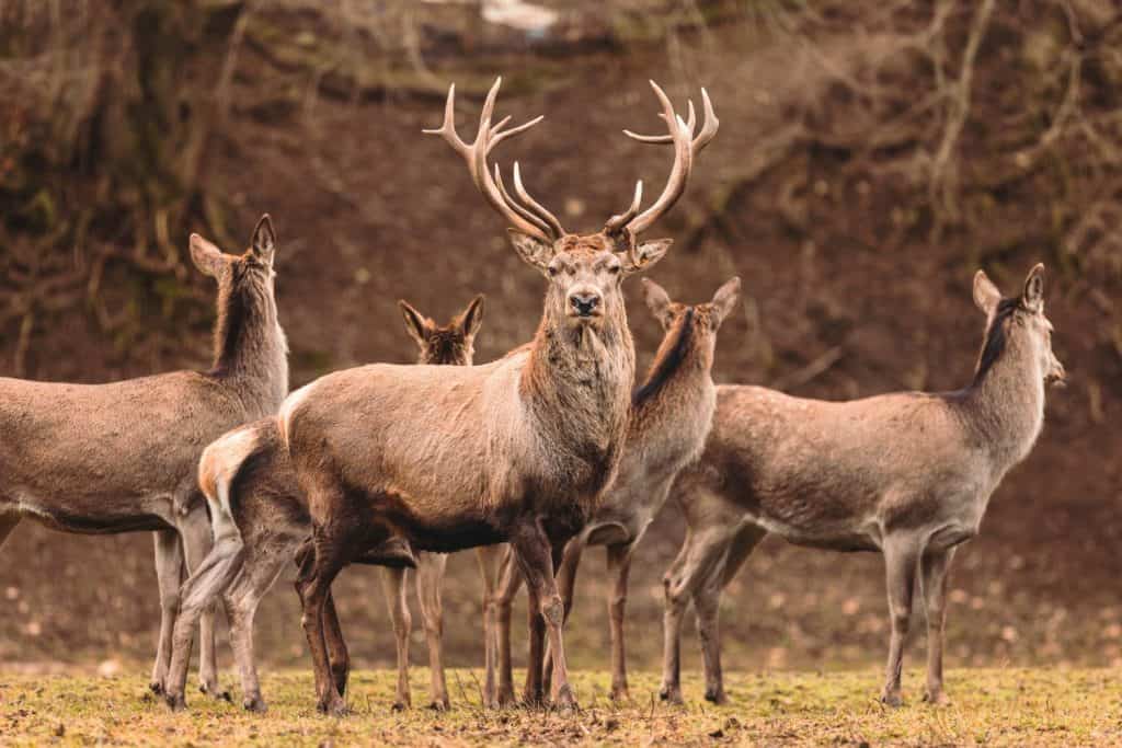 Ritratto di cervo che siede regalmente nel suo habitat naturale.  Il cervo o il cervo potrebbero davvero avere un set completo di corna.  Cacciatore nei boschi, caccia al cervo o ad altri cervi