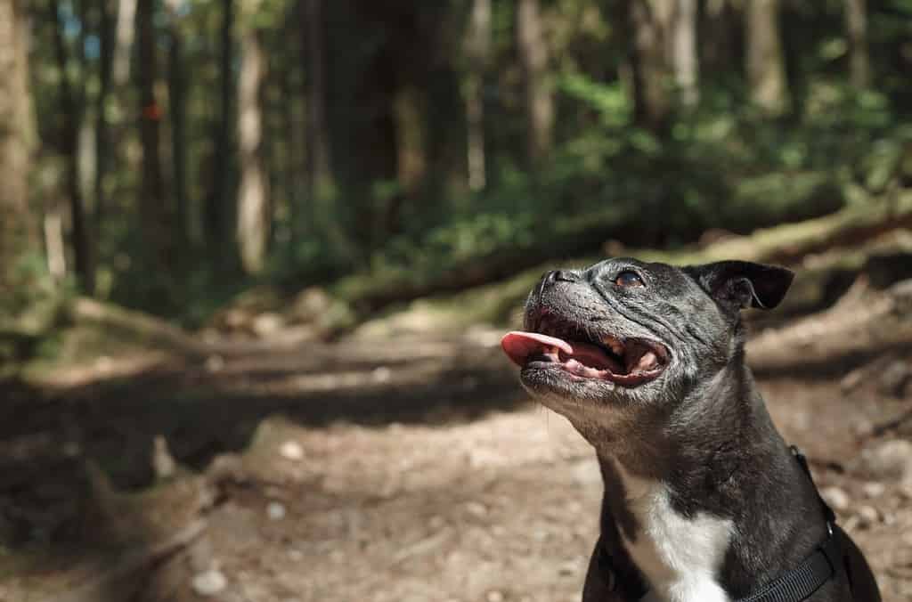 Felice cane anziano seduto sul sentiero nella foresta durante una passeggiata o un'escursione.  Simpatico cane bianco e nero che guarda con la bocca aperta e gioia.  Mix di carlino Boston Terrier femmina di 9 anni.  Messa a fuoco selettiva.