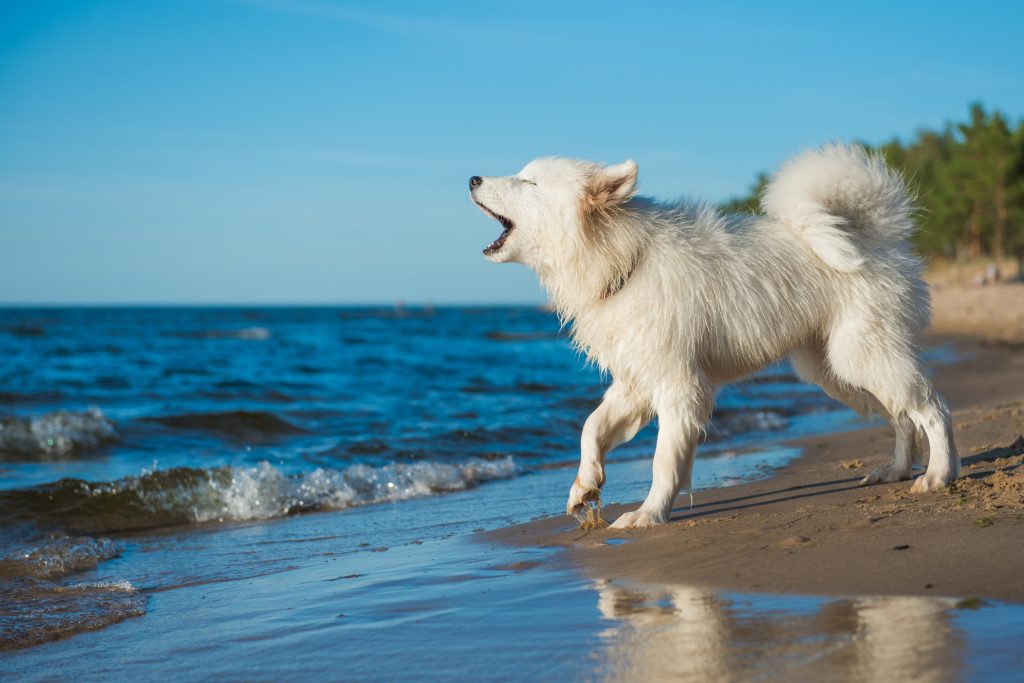 Il cane bianco Samoiedo cammina sulla riva del Mar Baltico