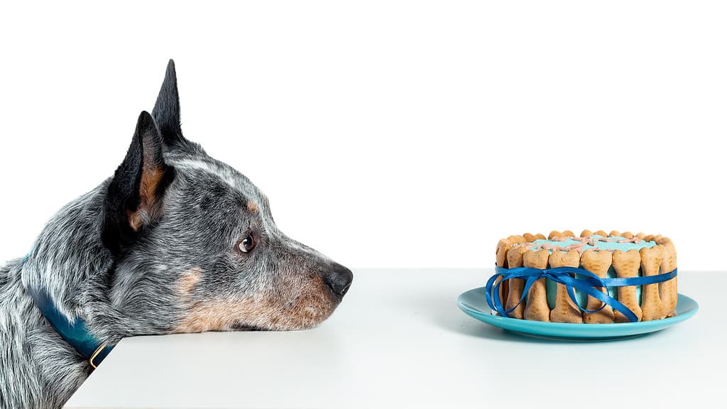 Cane bovaro australiano o heeler blu che guarda alla torta di compleanno isolata su bianco.  Copia spazio