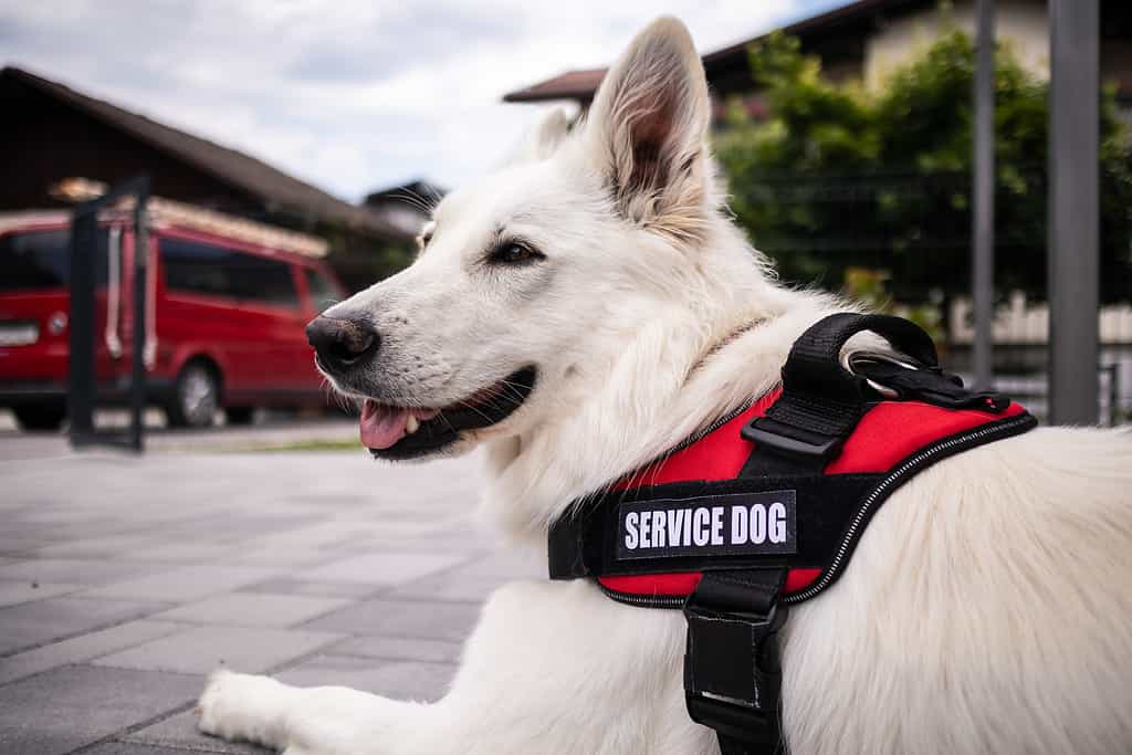 Uomo con disabilità e cane guida