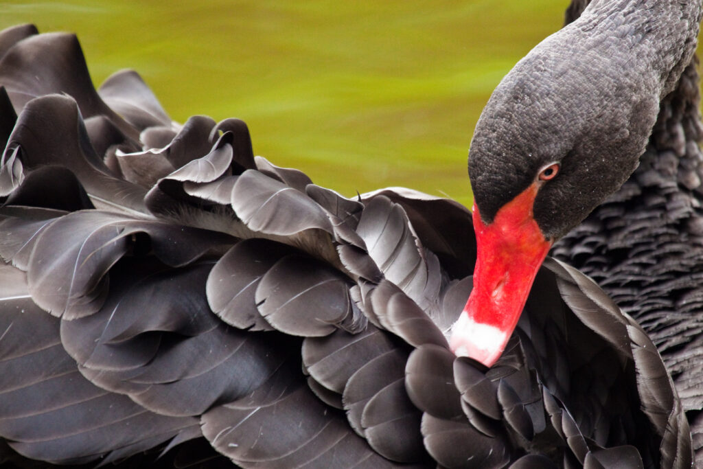 Primo piano del cigno nero