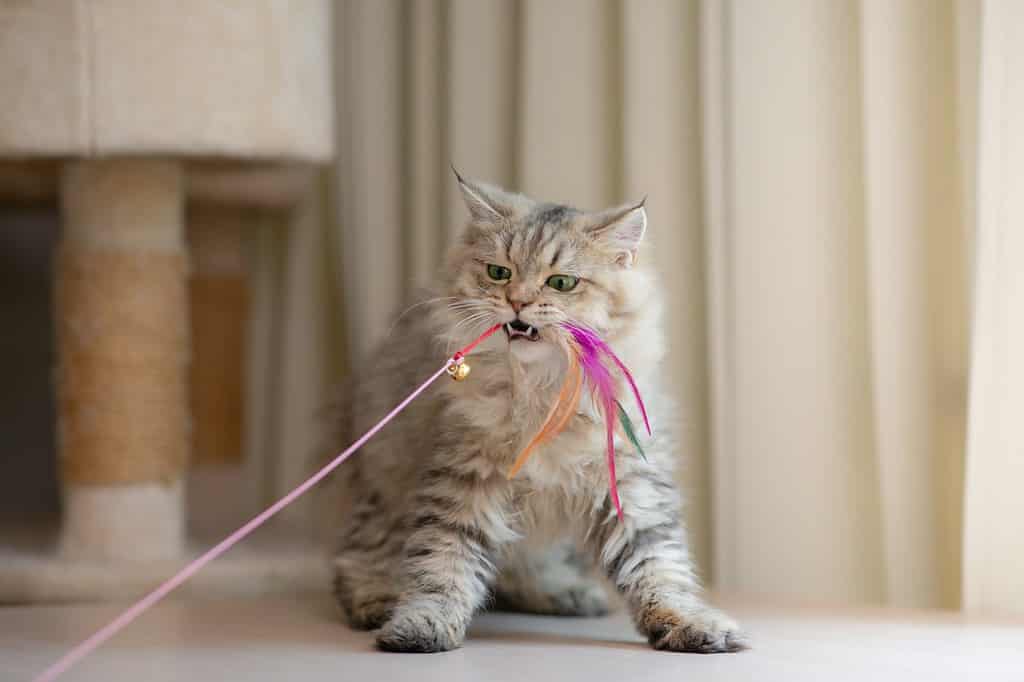 Simpatico gatto persiano che gioca con il giocattolo