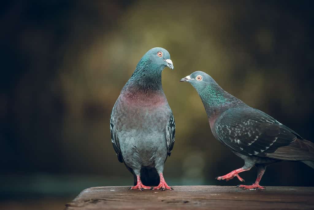 I piccioni adorano.  Due piccioni innamorati nel parco