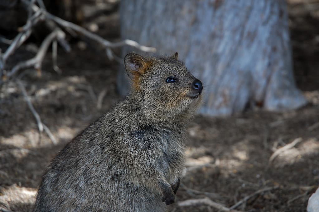 Un piccolo marsupiale, il Quokka, sull'isola di Rottnest, WA, Australia.