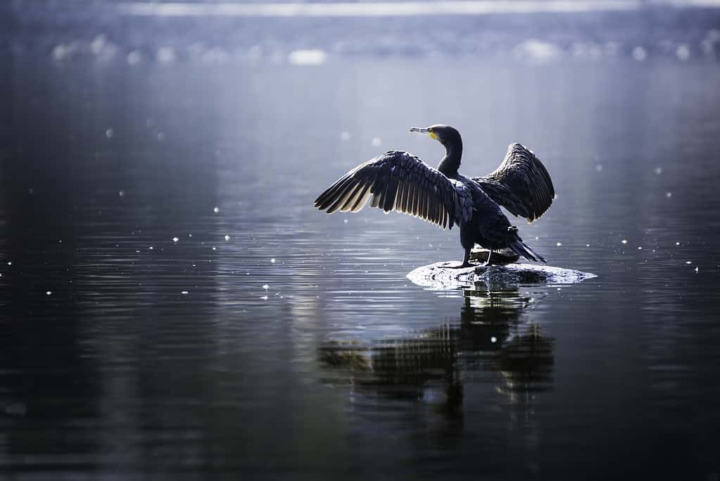 Bella luce Il grande cormorano allarga le ali seduto su una pietra