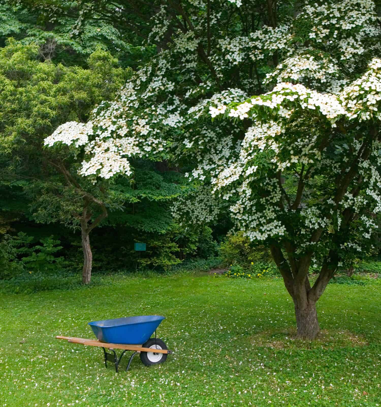 Carriola in un giardino