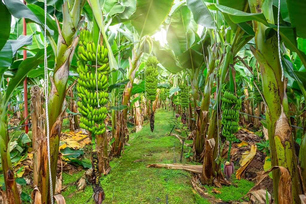 Fattoria di palme da banana