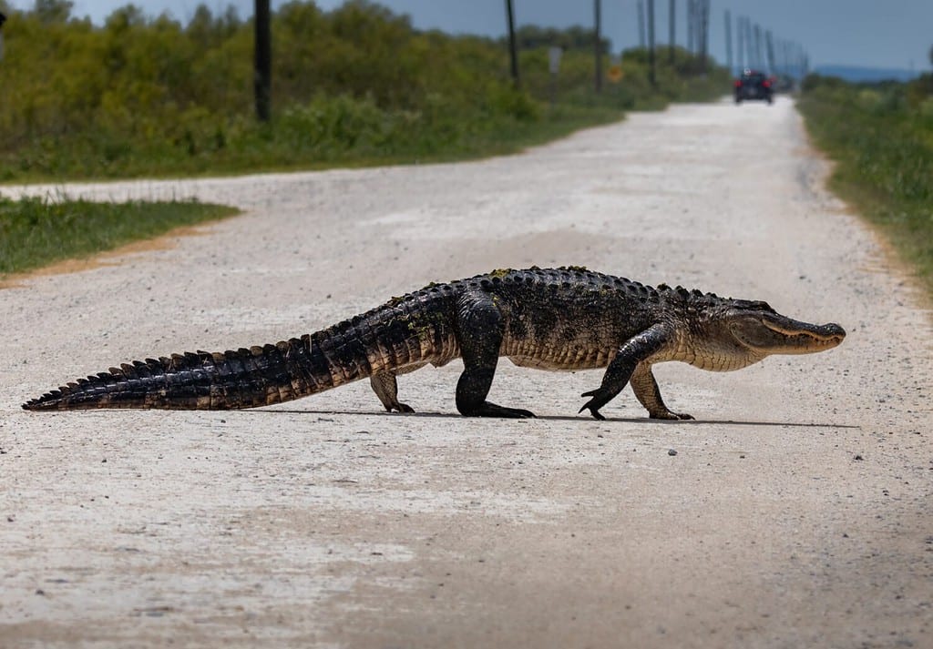 Fauna selvatica delle aree urbane della Florida Alligatori americani nella Florida centrale nelle zone rurali della Florida