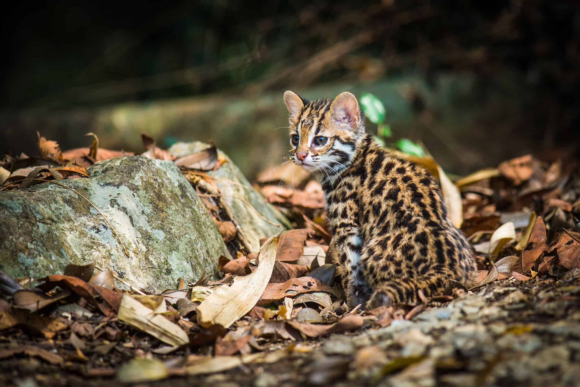 Gatto leopardo