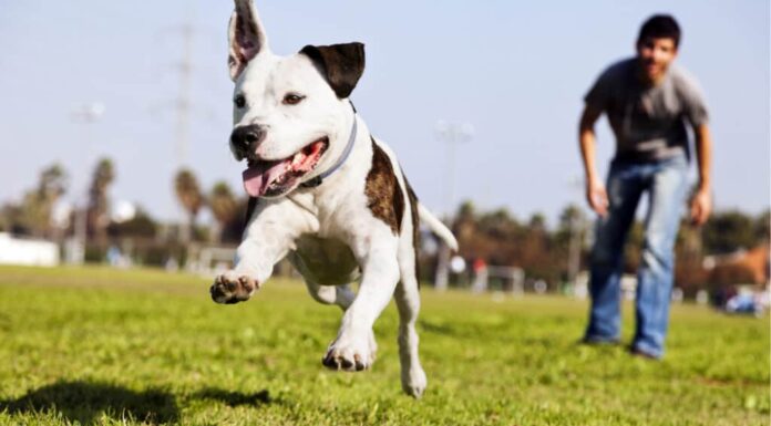 Parco per cani - Pitt Bull in corsa