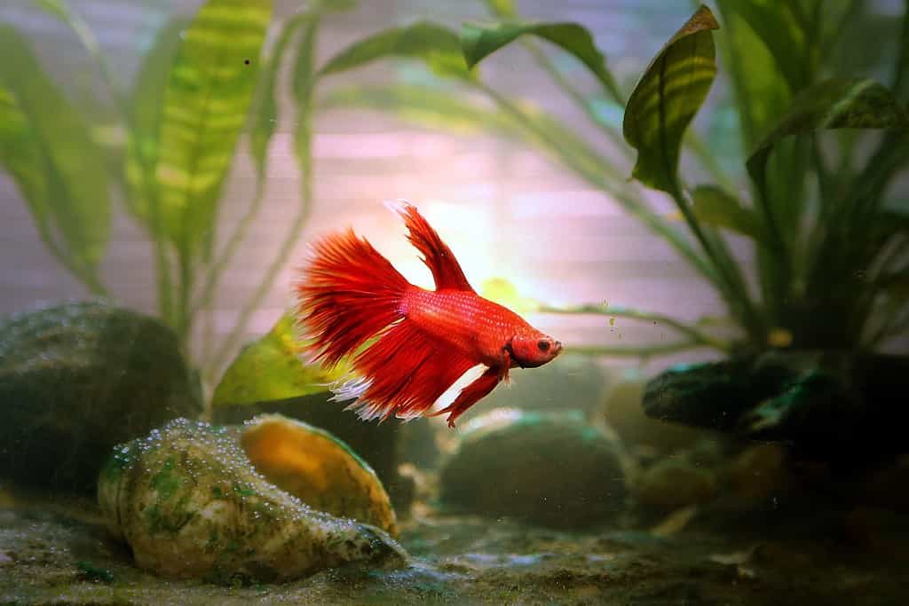 Un bellissimo pesce betta rosso da un acquario con luce naturale