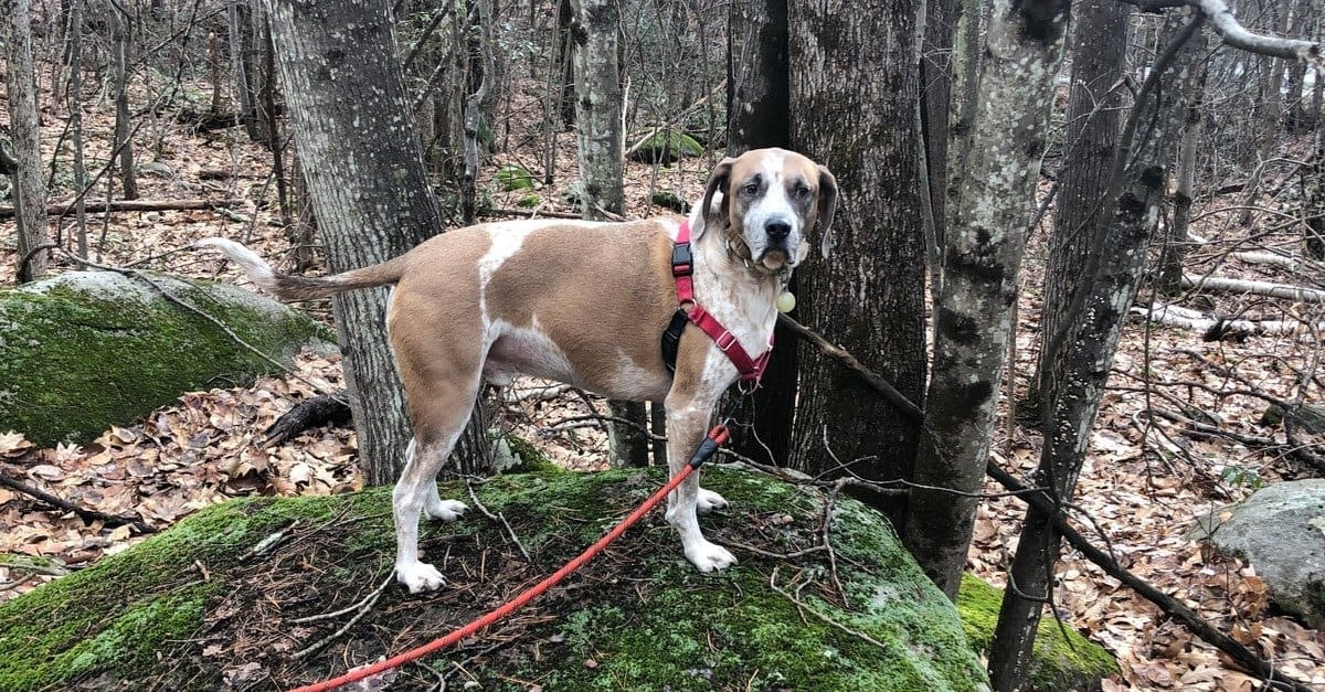 Escursione del Coonhound americano