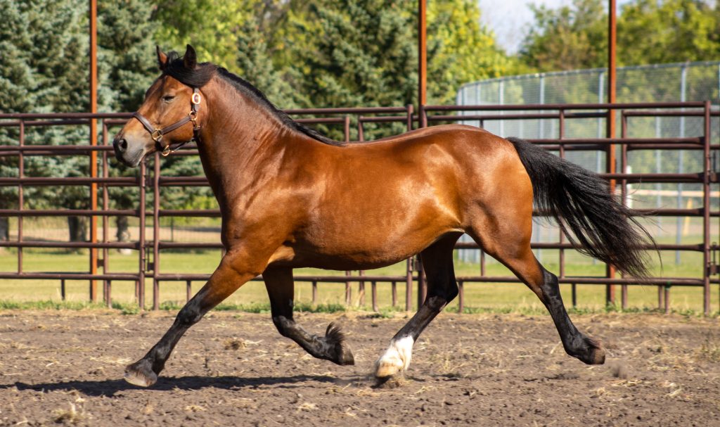 Welsh Cob al trotto