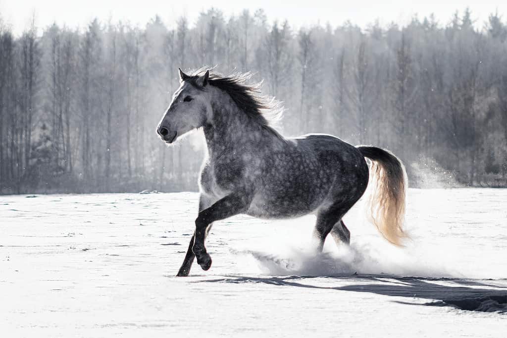 Cavallo andaluso grigio pezzato (PRE) al galoppo nella neve in inverno.