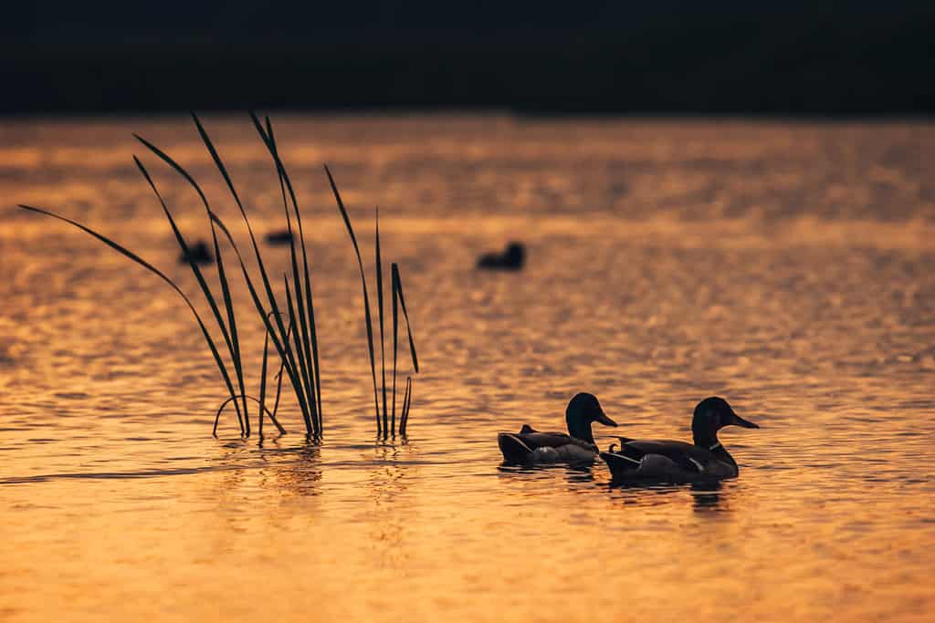 Silhouette guarda le anatre nell'acqua del lago durante l'alba.