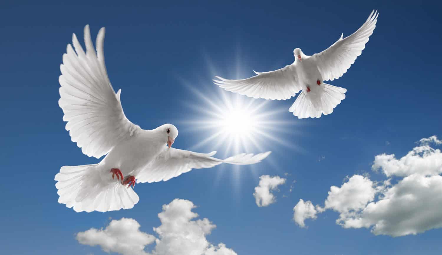 due colombe che volano con le ali spiegate sul cielo