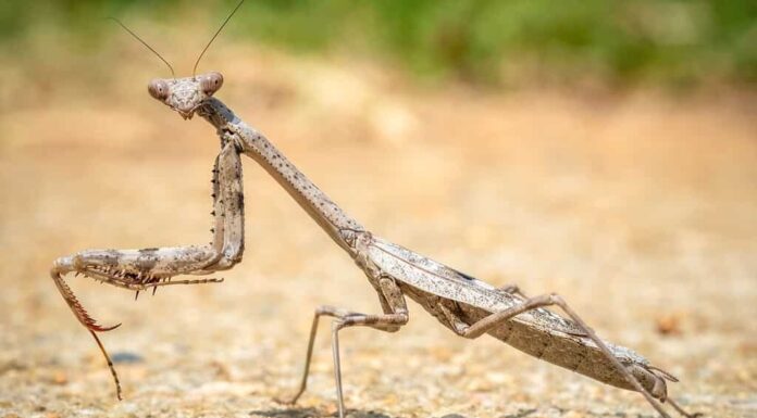 Vista di profilo di una mantide religiosa, in particolare una Carolina Mantis nativa (Stagmomantis carolina).  Raleigh, Carolina del Nord.