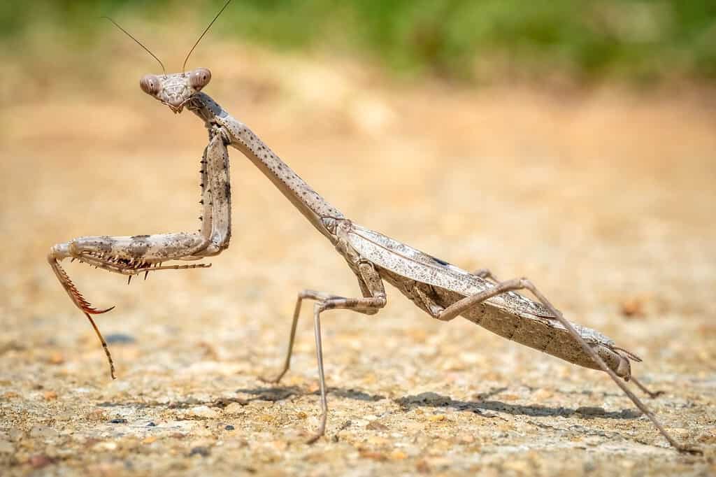 Vista di profilo di una mantide religiosa, in particolare una Carolina Mantis nativa (Stagmomantis carolina).  Raleigh, Carolina del Nord.