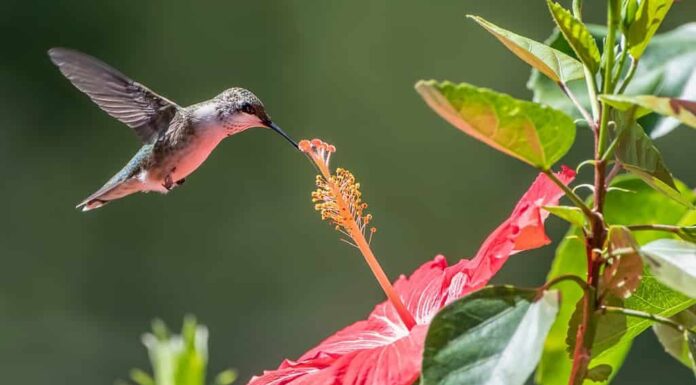 Colibrì che si libra sopra un fiore di ibisco nel giardino della Louisiana