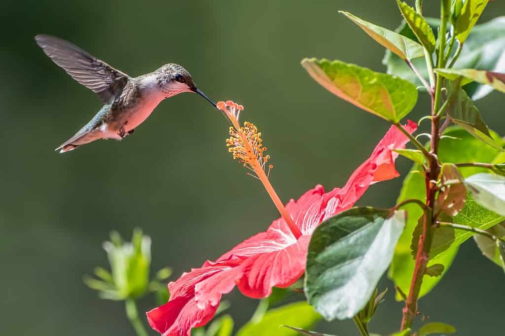 Colibrì che si libra sopra un fiore di ibisco nel giardino della Louisiana