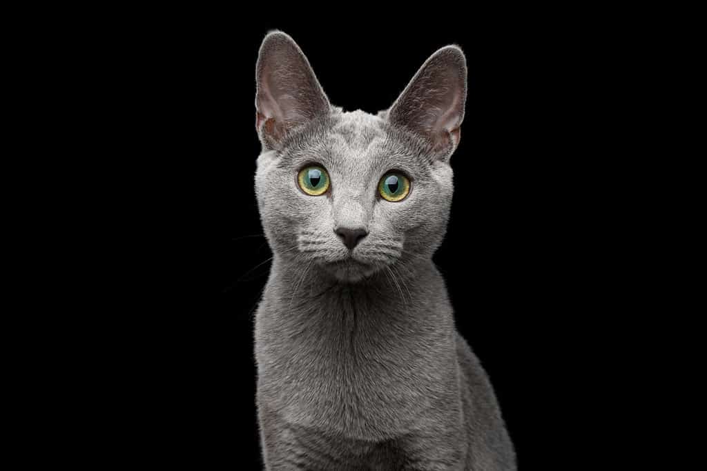 Ritratto ravvicinato di un gatto blu russo con splendidi occhi verdi e pelliccia grigio argento che fissa la telecamera su uno sfondo nero isolato