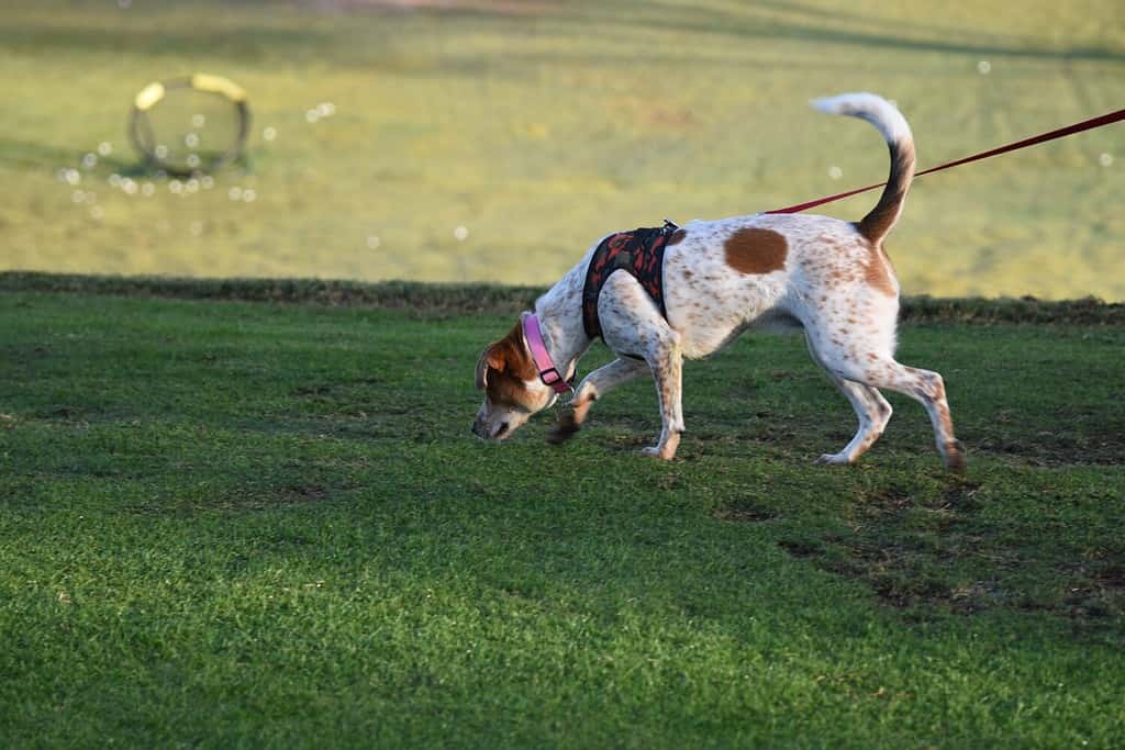 Cane che annusa il terreno sulle tracce di un profumo