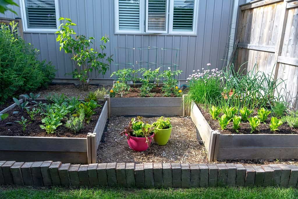 Questo piccolo giardino urbano contiene aiuole quadrate rialzate per coltivare verdure ed erbe aromatiche durante l'estate.  Il bordo in mattoni viene utilizzato per tenere lontana l'erba e il pacciame aiuta a tenere basse le erbacce.