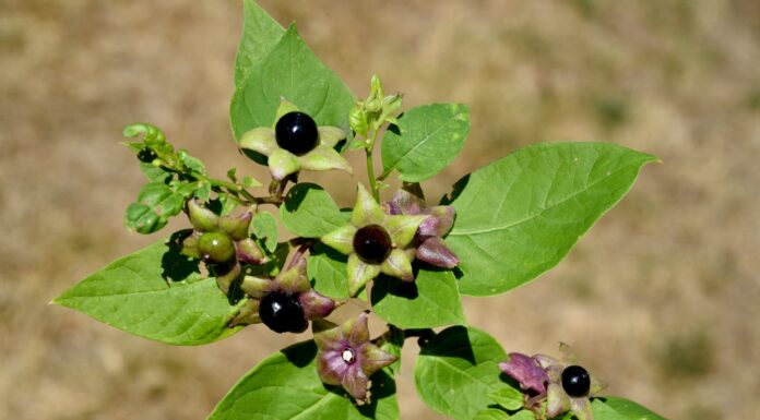 La Belladonna, Atropa bella-donna, ha bacche nere ed è una pianta velenosa e medicinale.