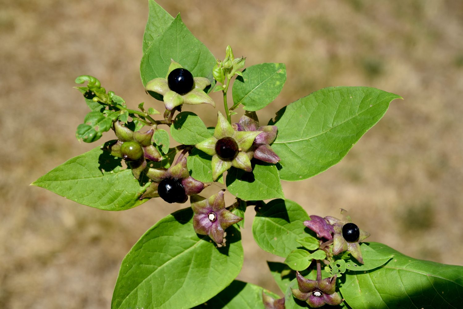 La Belladonna, Atropa bella-donna, ha bacche nere ed è una pianta velenosa e medicinale.