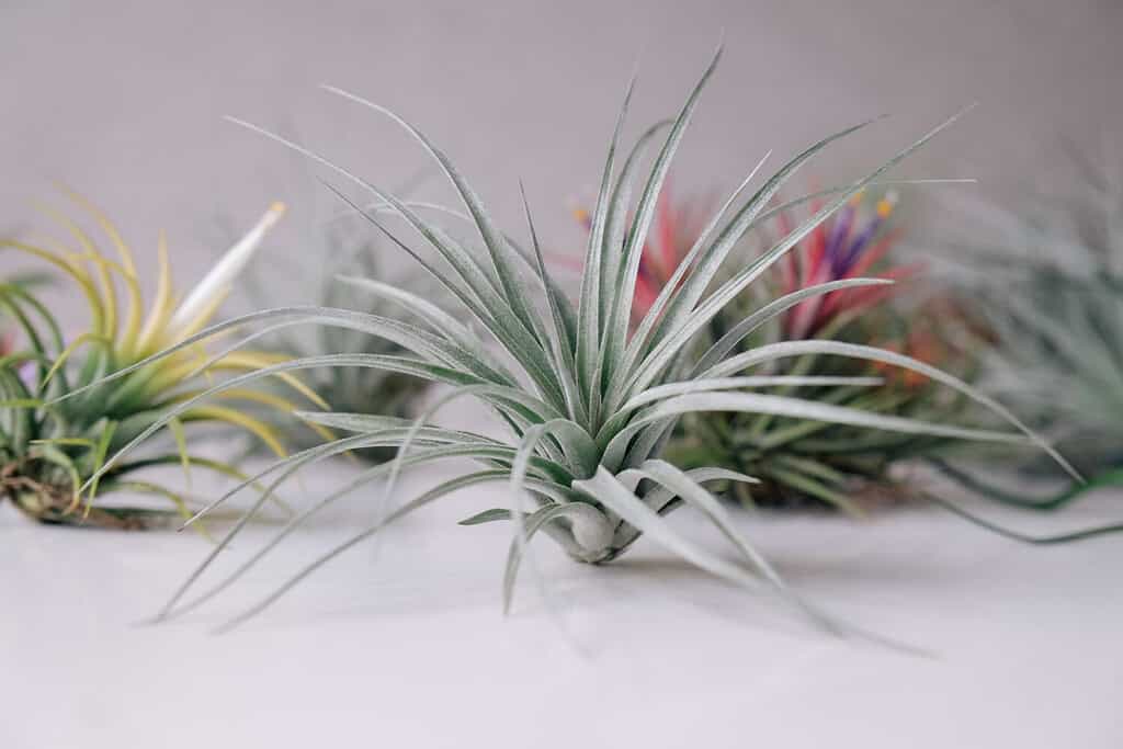 Piano aereo Tillandsia, Porta piante ad aria, Espositore per piante ad aria