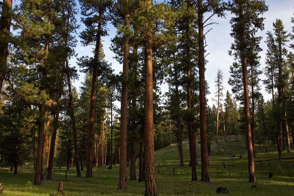 Alti e maestosi pini Ponderosa che mostrano la corteccia rossa e ruvida per cui sono famosi in un ambiente di foresta aperta