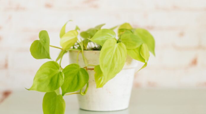 Philodendron Lemon Lime in vaso di terracotta dipinto di bianco contro carta da parati in mattoni rossi sullo sfondo su ripiano verde menta.