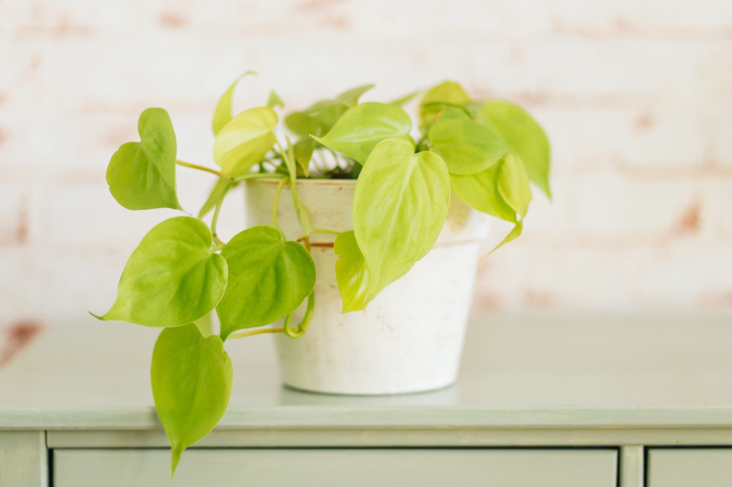 Philodendron Lemon Lime in vaso di terracotta dipinto di bianco contro carta da parati in mattoni rossi sullo sfondo su ripiano verde menta.