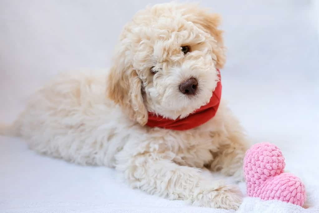 Un simpatico e divertente cucciolo di cane San Valentino lagotto romagnolo amante con un morbido cuore rosso.  Concetto di San Valentino, cartolina.