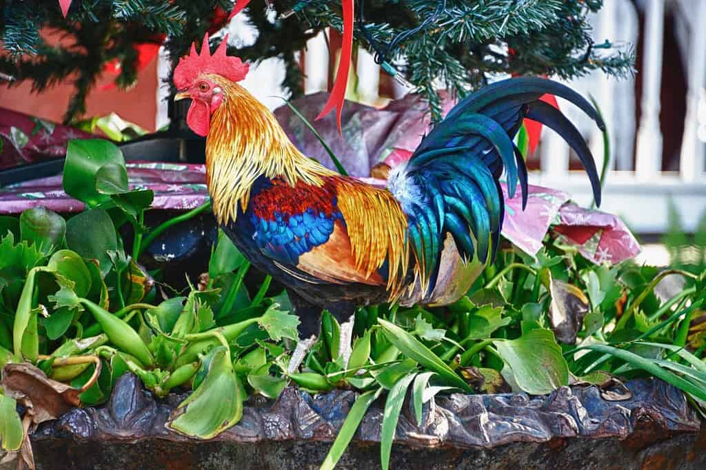 Gallo di Key West