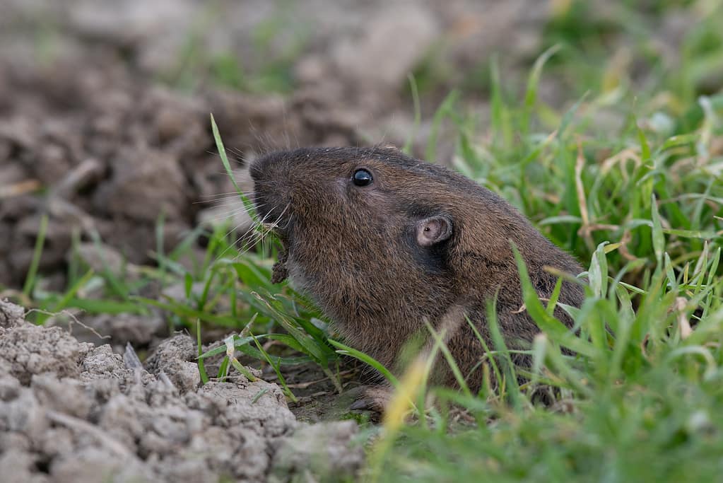 Pocket Gopher mangia/nutrendosi di erba con la testa che spunta fuori dalla tana