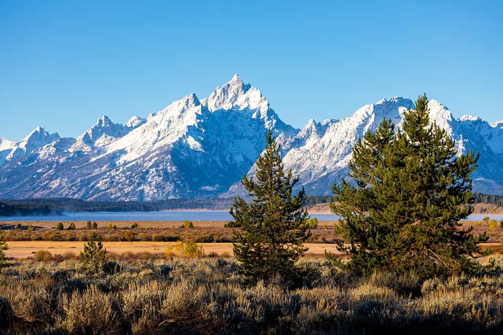 Alberi e cespugli nella zona di Willow Flats con lo sfondo del Grand Teton e del Monte Moran in una giornata di sole.